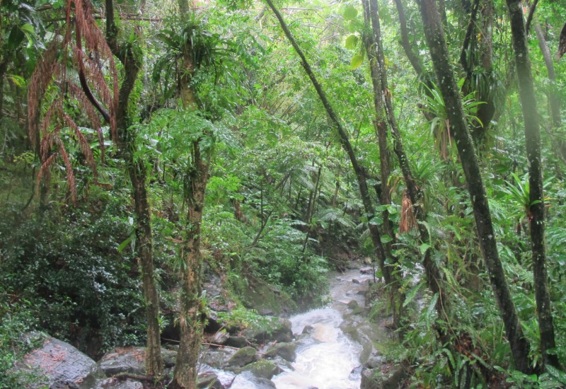 El Yunque, home of the coqui